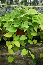 Neon Pothos (Epipremnum aureum 'Neon') at Strader's Garden Centers