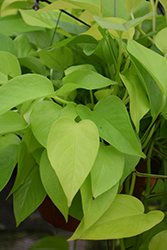 Neon Pothos (Epipremnum aureum 'Neon') at Strader's Garden Centers