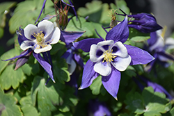 Origami Blue and White Columbine (Aquilegia 'Origami Blue and White') at Strader's Garden Centers