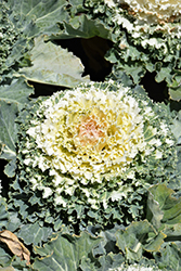 Osaka White Ornamental Cabbage (Brassica oleracea 'Osaka White') at Strader's Garden Centers