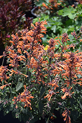Kudos Mandarin Hyssop (Agastache 'Kudos Mandarin') at Strader's Garden Centers