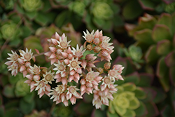 Kiwi Aeonium (Aeonium 'Kiwi') at Strader's Garden Centers