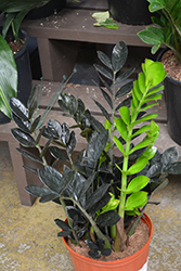 Raven ZZ Plant (Zamioculcas zamiifolia 'Dowon') at Strader's Garden Centers