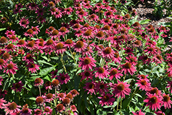 Sombrero Tres Amigos Coneflower (Echinacea 'Balsomtresgo') at Strader's Garden Centers