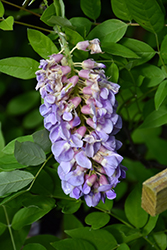 Amethyst Falls Wisteria (Wisteria frutescens 'Amethyst Falls') at Strader's Garden Centers