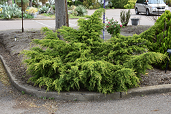 Gold Coast Juniper (Juniperus x media 'Gold Coast') at Strader's Garden Centers