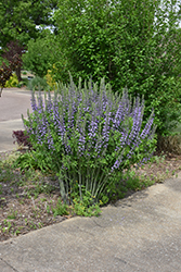 Blue Towers False Indigo (Baptisia 'Blue Towers') at Strader's Garden Centers