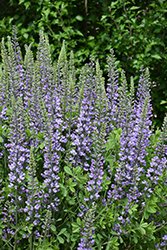 Blue Towers False Indigo (Baptisia 'Blue Towers') at Strader's Garden Centers