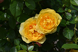 Julia Child Rose (Rosa 'WEKvosstuno') at Strader's Garden Centers