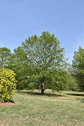 Dura Heat River Birch (Betula nigra 'Dura Heat') at Strader's Garden Centers