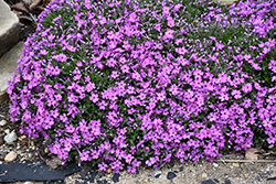 Rocky Road Pink Phlox (Phlox 'Rocky Road Pink') at Strader's Garden Centers