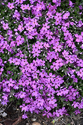 Rocky Road Pink Phlox (Phlox 'Rocky Road Pink') at Strader's Garden Centers