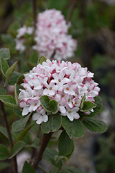 Spice Girl Koreanspice Viburnum (Viburnum carlesii 'Spiro') at Strader's Garden Centers