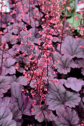 Grape Timeless Coral Bells (Heuchera 'Grape Timeless') at Strader's Garden Centers