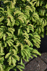 Everlow Yew (Taxus x media 'Everlow') at Strader's Garden Centers