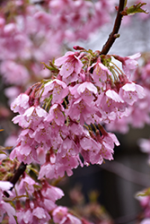 Okame Flowering Cherry (Prunus 'Okame') at Strader's Garden Centers