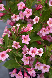 Minuet Weigela (Weigela florida 'Minuet') at Strader's Garden Centers