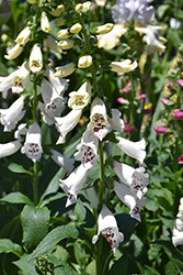 Dalmatian White Foxglove (Digitalis purpurea 'Dalmatian White') at Strader's Garden Centers