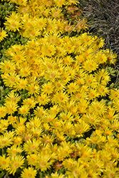 Yellow Ice Plant (Delosperma nubigenum) at Strader's Garden Centers