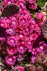 Jewel Of Desert Garnet Ice Plant (Delosperma 'Jewel Of Desert Garnet') at Strader's Garden Centers