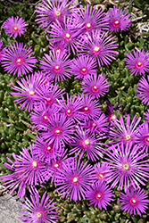 Purple Ice Plant (Delosperma cooperi) at Strader's Garden Centers