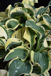 Mini Skirt Hosta (Hosta 'Mini Skirt') at Strader's Garden Centers