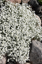 Silver Carpet Snow-In-Summer (Cerastium tomentosum 'Silver Carpet') at Strader's Garden Centers