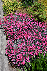 Wicked Witch Pinks (Dianthus gratianopolitanus 'Wicked Witch') at Strader's Garden Centers