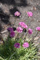 Nifty Thrifty Sea Thrift (Armeria maritima 'Nifty Thrifty') at Strader's Garden Centers