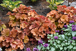 Northern Exposure Amber Coral Bells (Heuchera 'TNHEUNEA') at Strader's Garden Centers