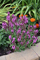 Rose Marvel Meadow Sage (Salvia nemorosa 'Rose Marvel') at Strader's Garden Centers