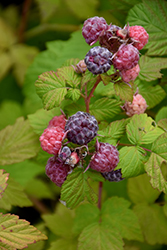 Jewel Black Raspberry (Rubus occidentalis 'Jewel') at Strader's Garden Centers