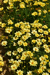 Leading Lady Lauren Tickseed (Coreopsis 'Leading Lady Lauren') at Strader's Garden Centers