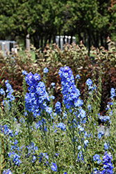Blue Fountains Larkspur (Delphinium 'Blue Fountains') at Strader's Garden Centers