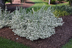 White Album Wintercreeper (Euonymus fortunei 'Alban') at Strader's Garden Centers