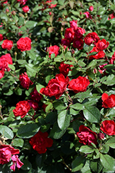 Oso Easy Double Red Rose (Rosa 'Meipeporia') at Strader's Garden Centers