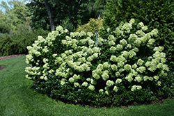 Little Lime Hydrangea (Hydrangea paniculata 'Jane') at Strader's Garden Centers