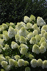 Limelight Prime Hydrangea (Hydrangea paniculata 'SMNHPPH') at Strader's Garden Centers