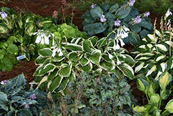 Royal Wedding Hosta (Hosta 'Royal Wedding') at Strader's Garden Centers