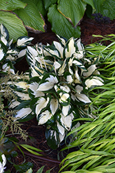 Fire and Ice Hosta (Hosta 'Fire and Ice') at Strader's Garden Centers