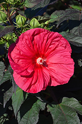 Mars Madness Hibiscus (Hibiscus 'Mars Madness') at Strader's Garden Centers