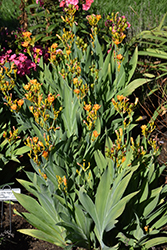 Freckle Face Blackberry Lily (Belamcanda chinensis 'Freckle Face') at Strader's Garden Centers