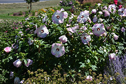 Summerific Ballet Slippers Hibiscus (Hibiscus 'Ballet Slippers') at Strader's Garden Centers