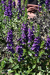Pike's Peak Purple Beard Tongue (Penstemon x mexicali 'Pike's Peak Purple') at Strader's Garden Centers