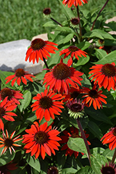 Sombrero Sangrita Coneflower (Echinacea 'Balsomanita') at Strader's Garden Centers