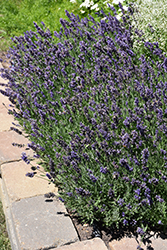 Ellagance Purple Lavender (Lavandula angustifolia 'Ellagance Purple') at Strader's Garden Centers