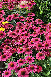 Sombrero Tres Amigos Coneflower (Echinacea 'Balsomtresgo') at Strader's Garden Centers