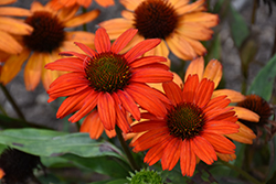 Kismet Intense Orange Coneflower (Echinacea 'TNECHKIO') at Strader's Garden Centers