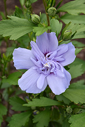 Blue Chiffon Rose of Sharon (Hibiscus syriacus 'Notwoodthree') at Strader's Garden Centers