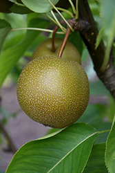 Shinko Asian Pear (Pyrus pyrifolia 'Shinko') at Strader's Garden Centers